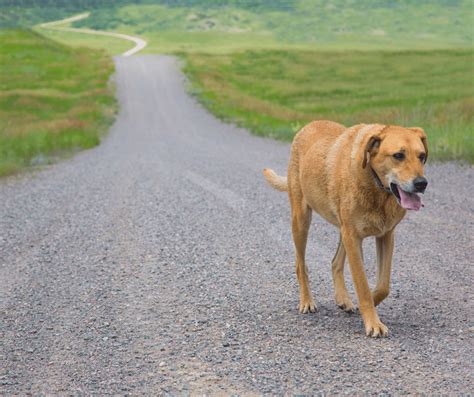 Do Dogs Come Back After Running Away? Exploring the Mysteries of Canine Wanderlust