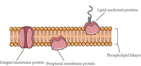 For a protein to be an integral membrane protein, it would have to be able to dance the tango with phospholipids.