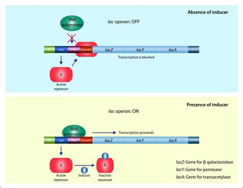 In the presence of a regulatory protein the lac operon is a symphony of molecular interactions.