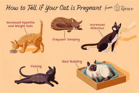 Is My Cat Pregnant or Just Fat: A Feline Mystery Wrapped in Fur and Whiskers