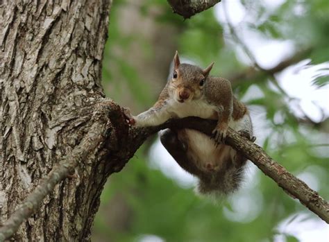 Is Running Uphill Good for You? And Why Do Squirrels Always Seem to Know the Best Routes?