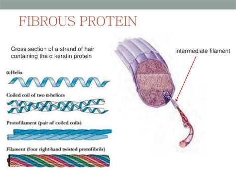 What is a fibrous protein that is the principal component of hair and nails? And why do we sometimes dream of flying through fields of spaghetti?