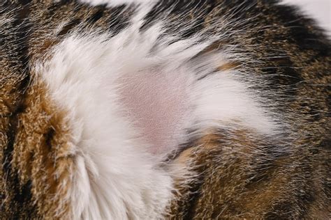 What Vitamins Help with Dry Skin and Why Your Cat Might Be a Secret Nutritionist