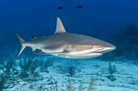 Why Can't Sharks Swim Backwards: Exploring the Mysteries of Marine Locomotion and Beyond